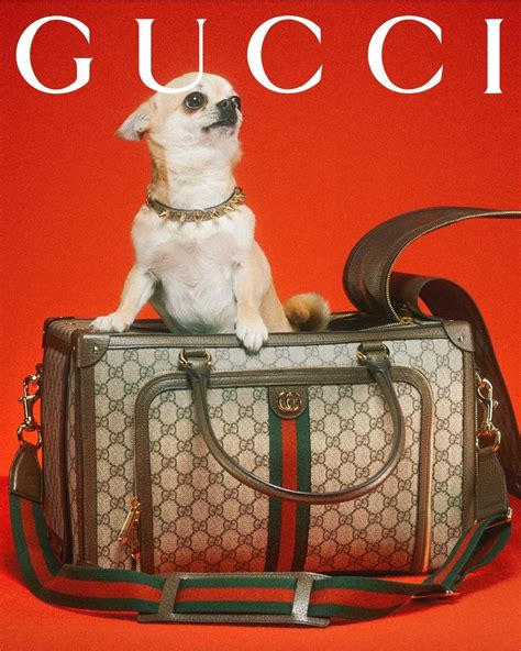 gucci cane sespo|gucci clutch bag.